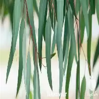 خرید تولید تناژ تخصصی عرقیات مصرفی در اصفهان در گروه خرید و فروش انواع عرقیجات در یکمیوه