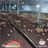 فروش جدیدترین نوع پوشال مرغداری ها در قزوین در گروه تجهیزات مرغداری در یکمیوه