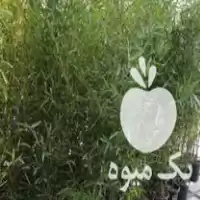 انجام کلیه امور باغبانی در پیروزی در گروه خدمات باغبانی در یکمیوه