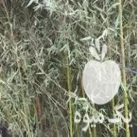 قیمت خرید خیزران شمشاد کاملیا هورتانسیا در واجارگاه در گروه خرید و فروش گیاهان زینتی در یکمیوه