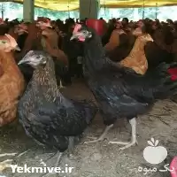 آگهی مشابه قیمت نیمچه چهار ماهه بومی گلپایگانی در مازندران در گروه مرغ و خروس و بوقلمون و اردک قو قاز در یکمیوه