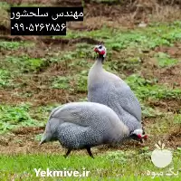 قیمت خرید جوجه مرغ شاخدار در کرمانشاه در گروه مرغ و خروس و بوقلمون و اردک قو قاز در یکمیوه