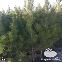 قیمت خرید نهال کاج در گروه خرید و فروش و قیمت کاج در یکمیوه