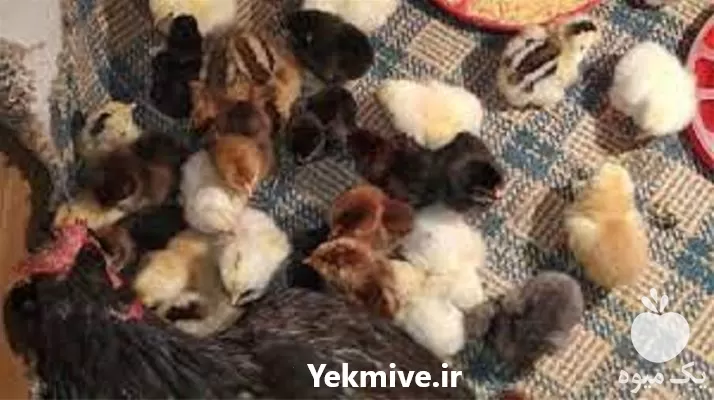 قیمت خرید نیمچه مرغ محلی در مازندران در گروه مرغ و خروس و بوقلمون و اردک قو قاز در یکمیوه -عکس1