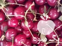 خرید آلبالو گیلاسی درجه یک درشت در خرمدره در گروه خرید و فروش آلبالو در یکمیوه -عکس1