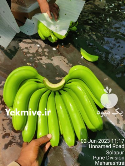 واردات موز از هند در فسا در گروه خرید و فروش موز در یکمیوه -عکس2