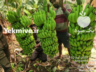 واردات موز از هند در فسا در گروه خرید و فروش موز در یکمیوه -عکس3