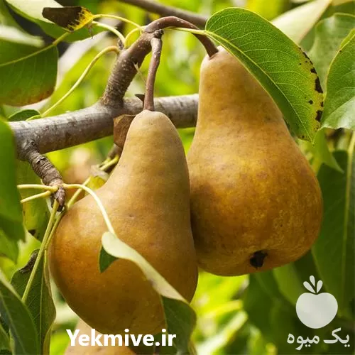 فروش نهال گلابی دیرگل در تهران در گروه خرید و فروش نهال گلابی در یکمیوه -عکس1