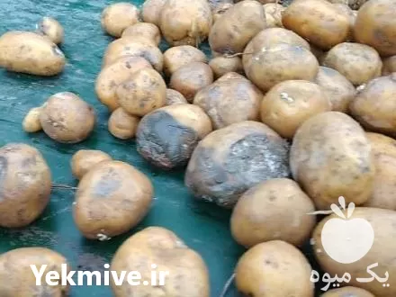 خرید تبدیل تفاله تر به خوراک در رامسر در گروه خوراک دام و طیور در یکمیوه -عکس1