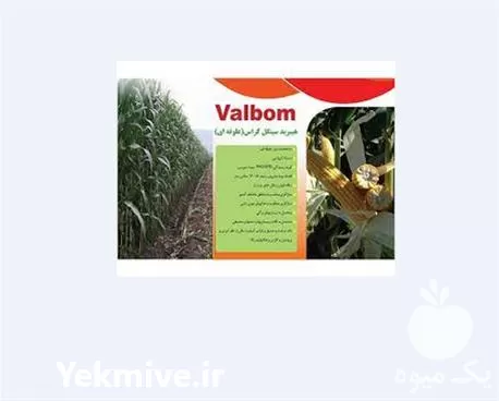 بذر ذرت علوفه ای هیبرید BT در ارومیه در گروه خرید و فروش بذر ذرت در یکمیوه -عکس1
