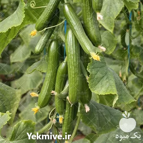 عرضه بذر خیار 2023 پرفروش در گروه خرید و فروش بذر خیار در یکمیوه -عکس1