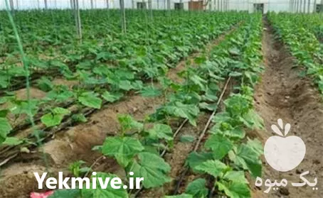 انواع بذر خیار گلخانه ای اورجینال در گروه خرید و فروش بذر خیار در یکمیوه -عکس1