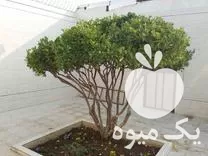 باغبانی ویلاها باغچه منازل نجف آباد در اصفهان در گروه هرس کاری در یکمیوه -عکس1