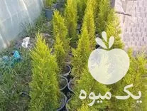 فروش کاج لاوسون در چالوس در گروه خرید و فروش و قیمت کاج در یکمیوه -عکس1