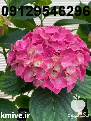 فروش عمده گل هورتانسیا در گروه خرید و فروش گیاهان زینتی در یکمیوه -عکس1