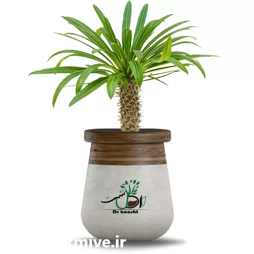 فروش عمده گیاه نخل ماداگاسکار در تهران در گروه خرید و فروش گیاهان زینتی در یکمیوه -عکس1