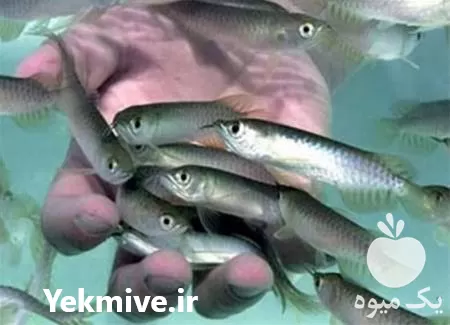 بچه ماهی فروش بچه ماهی در گروه خرید و فروش بچه ماهی در یکمیوه -عکس1