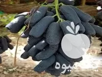 خرید نهال انگور موندراپ یا بلک در چالوس در گروه خرید و فروش نهال انگور در یکمیوه -عکس1