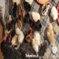 قیمت خرید نیمچه مرغ محلی در مازندران در گروه مرغ و خروس و بوقلمون و اردک قو قاز در یکمیوه