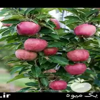 خرید نهال سیب پیوندی قرمز در مازندران در گروه خرید و فروش نهال میوه در یکمیوه