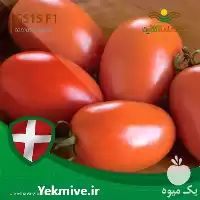 خرید بذر گوجه فرنگی جی اس در تهران در گروه خرید و فروش بذر گوجه در یکمیوه
