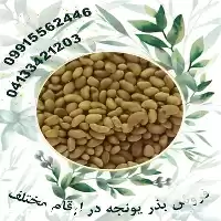 فروش بذر یونجه با نازلترین قیمت در فارس در گروه خرید و فروش بذر یونجه در یکمیوه