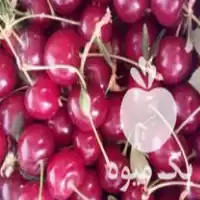 خرید آلبالو گیلاسی درجه یک درشت در خرمدره در گروه خرید و فروش آلبالو در یکمیوه