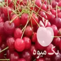 فروش آلبالو تازه در زنجان در گروه خرید و فروش آلبالو در یکمیوه