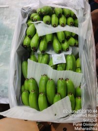 واردات موز از هند در فسا در گروه خرید و فروش موز در یکمیوه