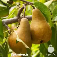 فروش نهال گلابی دیرگل در تهران در گروه خرید و فروش نهال گلابی در یکمیوه
