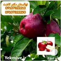 قیمت خرید نهال سیب قرمز لبنان در ارومیه در گروه خرید و فروش نهال میوه در یکمیوه