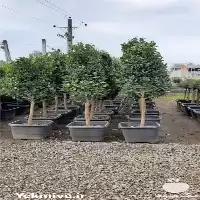 تولید گل گیاه درختچه های بیرونی در گروه خرید و فروش گیاهان زینتی در یکمیوه