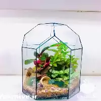 گل تراریوم در اهواز در گروه خرید و فروش گیاهان زینتی در یکمیوه