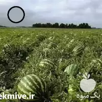 فروش انواع بذر هندوانه 2023 اورجینال در تهران در گروه خرید و فروش بذر هندوانه در یکمیوه