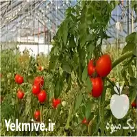 بذر گوجه فرنگی گلخانه ای 2023 در تهران در گروه خرید و فروش بذر گوجه در یکمیوه