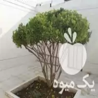 باغبانی ویلاها باغچه منازل نجف آباد در اصفهان در گروه هرس کاری در یکمیوه