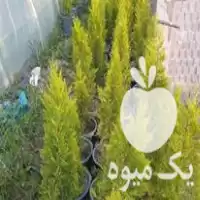 فروش کاج لاوسون در چالوس در گروه خرید و فروش و قیمت کاج در یکمیوه