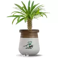 فروش عمده گیاه نخل ماداگاسکار در تهران در گروه خرید و فروش گیاهان زینتی در یکمیوه