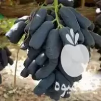 خرید نهال انگور موندراپ یا بلک در چالوس در گروه خرید و فروش نهال انگور در یکمیوه