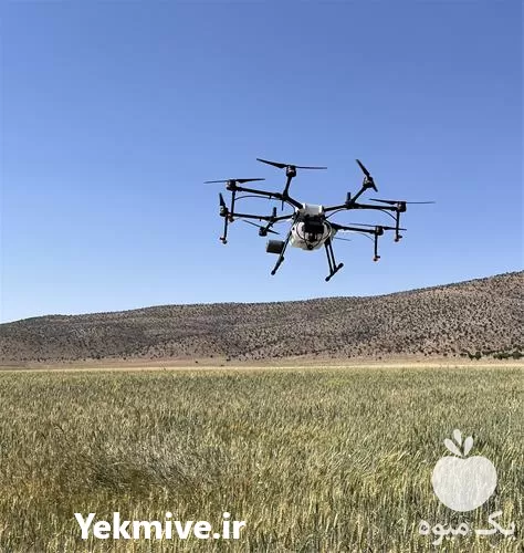 سمپاشی مزارع کشاورزی با پهپاد در شیراز در گروه خدمات باغبانی در یکمیوه -عکس1