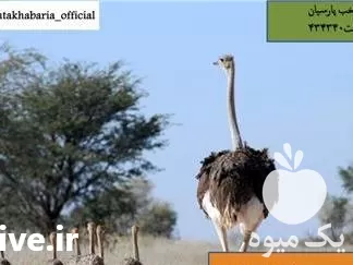 فروش جوجه مرغ در سال 1400 در گروه مرغ و خروس و بوقلمون و اردک قو قاز در یکمیوه -عکس1