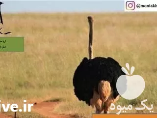 قیمت خرید جوجه مرغ تهران در گروه مرغ و خروس و بوقلمون و اردک قو قاز در یکمیوه -عکس1