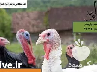 فروش بوقلمون در تبریز در گروه مرغ و خروس و بوقلمون و اردک قو قاز در یکمیوه -عکس1