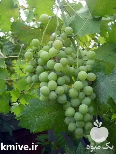 نهال انگور با کیفیت در انواع در گروه خرید و فروش نهال انگور در یکمیوه -عکس1