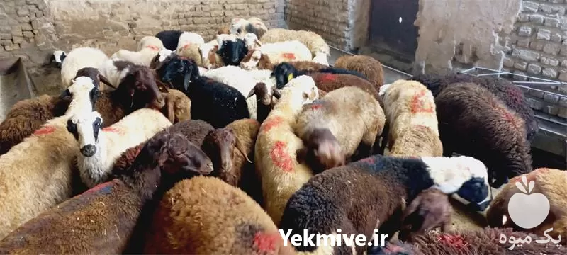 قیمت فروش گوسفند زنده حاج جعفر در گروه گاو و گوسفند و میش و بز کهره گوساله در یکمیوه -عکس1