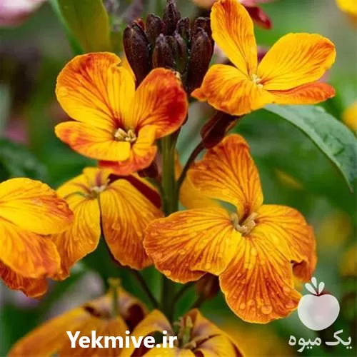 فروش خرید بذر گل شب بو در گروه خرید و فروش بذر گل در یکمیوه -عکس1