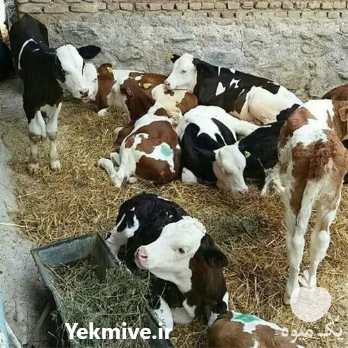 قیمت خرید گوساله در اصفهان در گروه گاو و گوسفند و میش و بز کهره گوساله در یکمیوه -عکس1