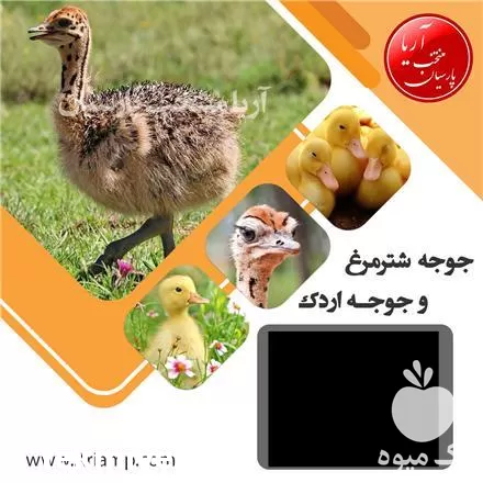 قیمت خرید جوجه شترمرغ در گروه مرغ و خروس و بوقلمون و اردک قو قاز در یکمیوه -عکس1