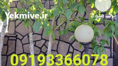 فروش سنگ لاشه ورقه ای شریفی در گروه سازنده در یکمیوه -عکس1