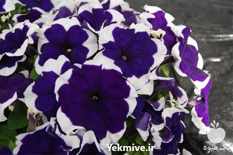 بذر گل زینتی فروش بذر گل در اصفهان در گروه خرید و فروش بذر گل در یکمیوه -عکس1